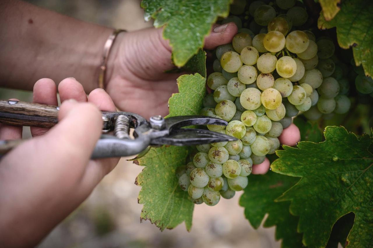 Vignoble Chateau Piegue - Winery Bed & Breakfast Rochefort-sur-Loire Bagian luar foto