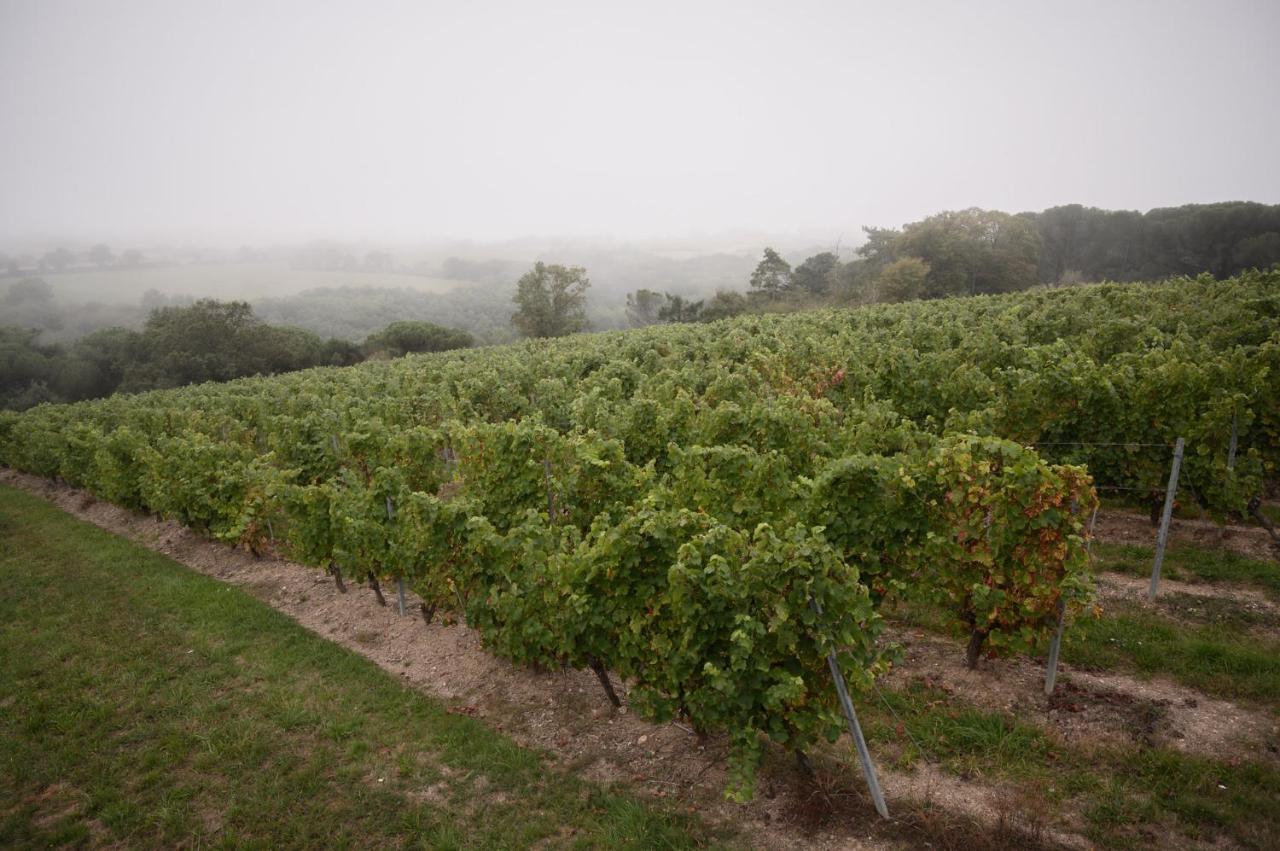 Vignoble Chateau Piegue - Winery Bed & Breakfast Rochefort-sur-Loire Bagian luar foto