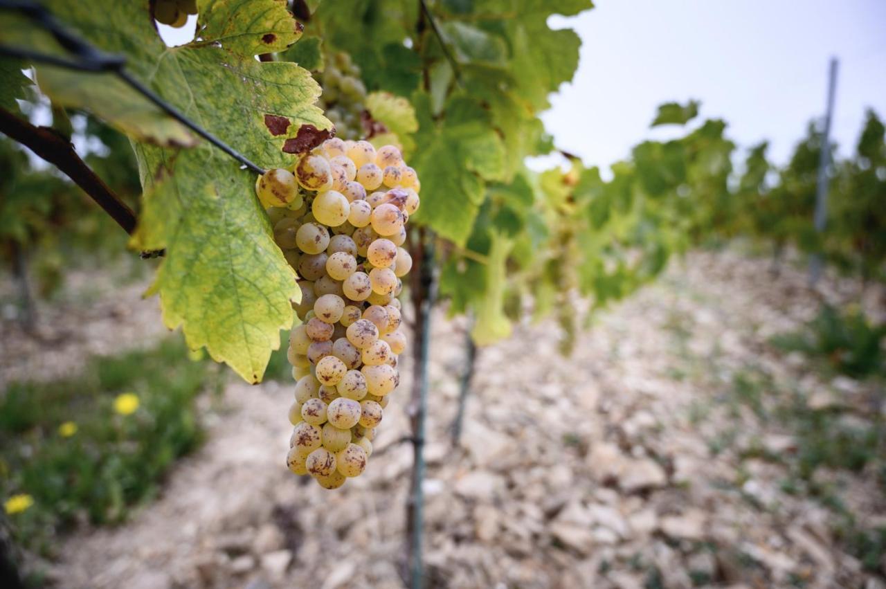 Vignoble Chateau Piegue - Winery Bed & Breakfast Rochefort-sur-Loire Bagian luar foto