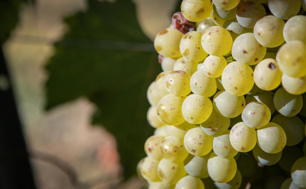 Vignoble Chateau Piegue - Winery Bed & Breakfast Rochefort-sur-Loire Bagian luar foto