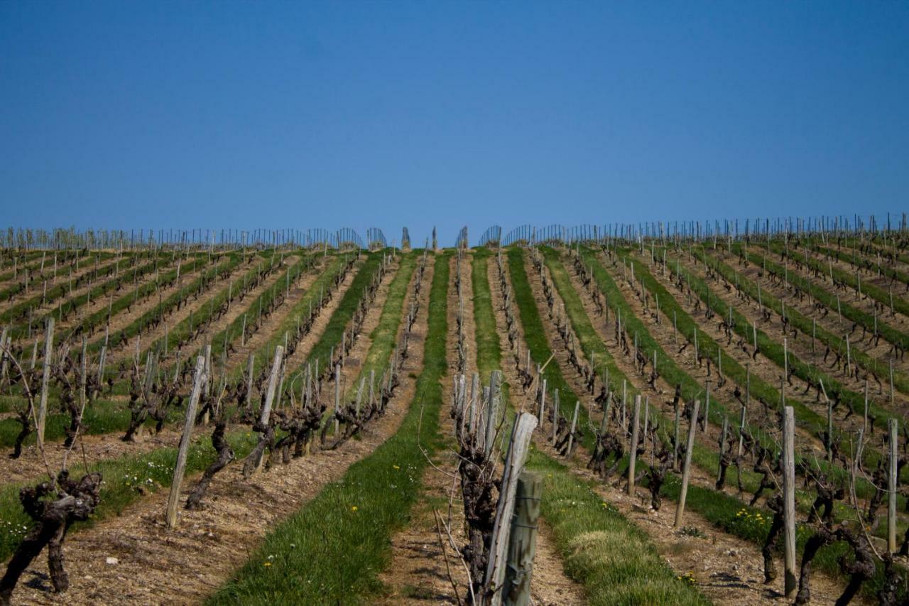 Vignoble Chateau Piegue - Winery Bed & Breakfast Rochefort-sur-Loire Bagian luar foto